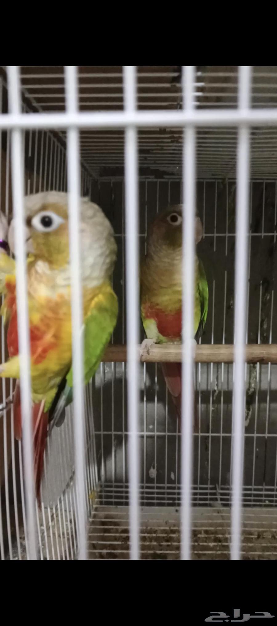 جوزكنيو اناناس تم البيع64588644336642110