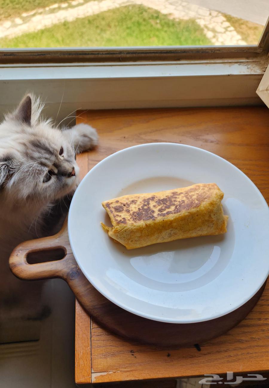 قطة هملايا جميلة معقمة للبيع 1500 ريال قابل للتفاوض64595586780930111