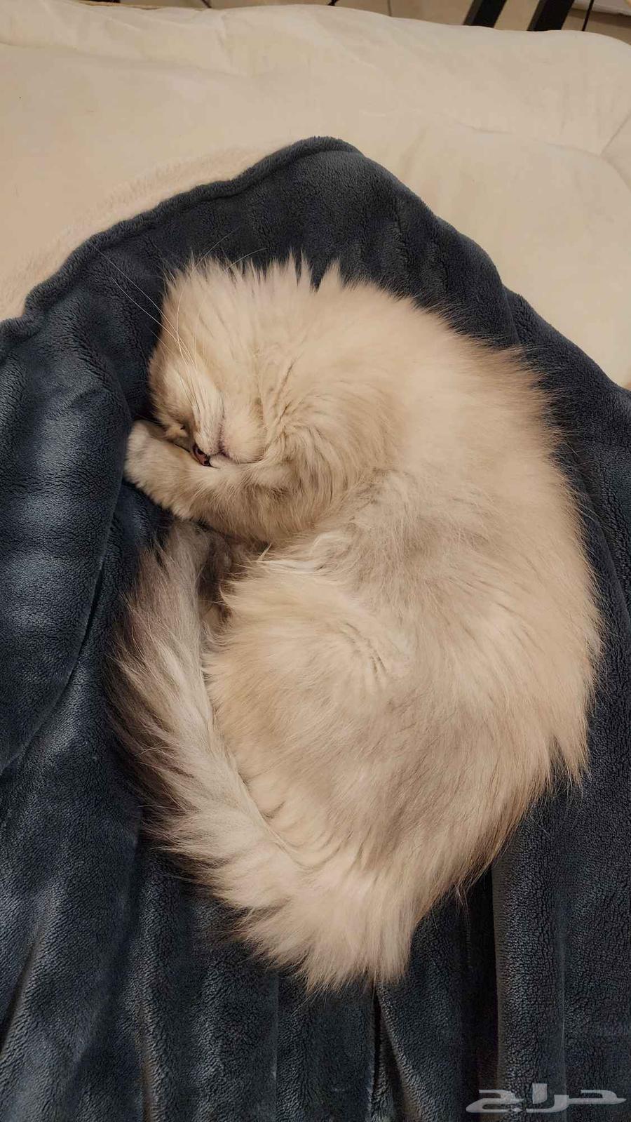 قطة هملايا جميلة معقمة للبيع 1500 ريال قابل للتفاوض64595586780930112