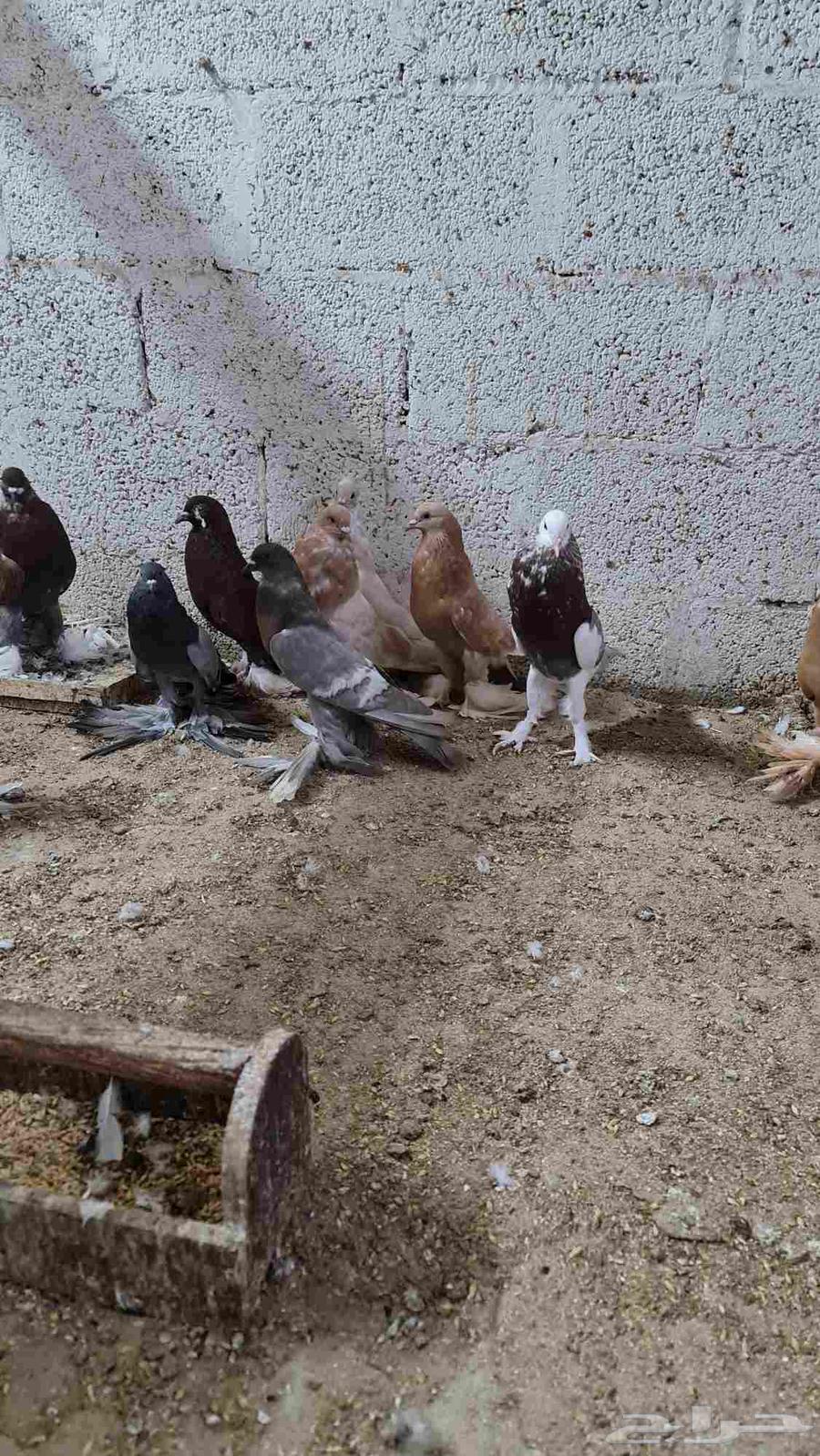 مجموعة نفاخي64588544720643111