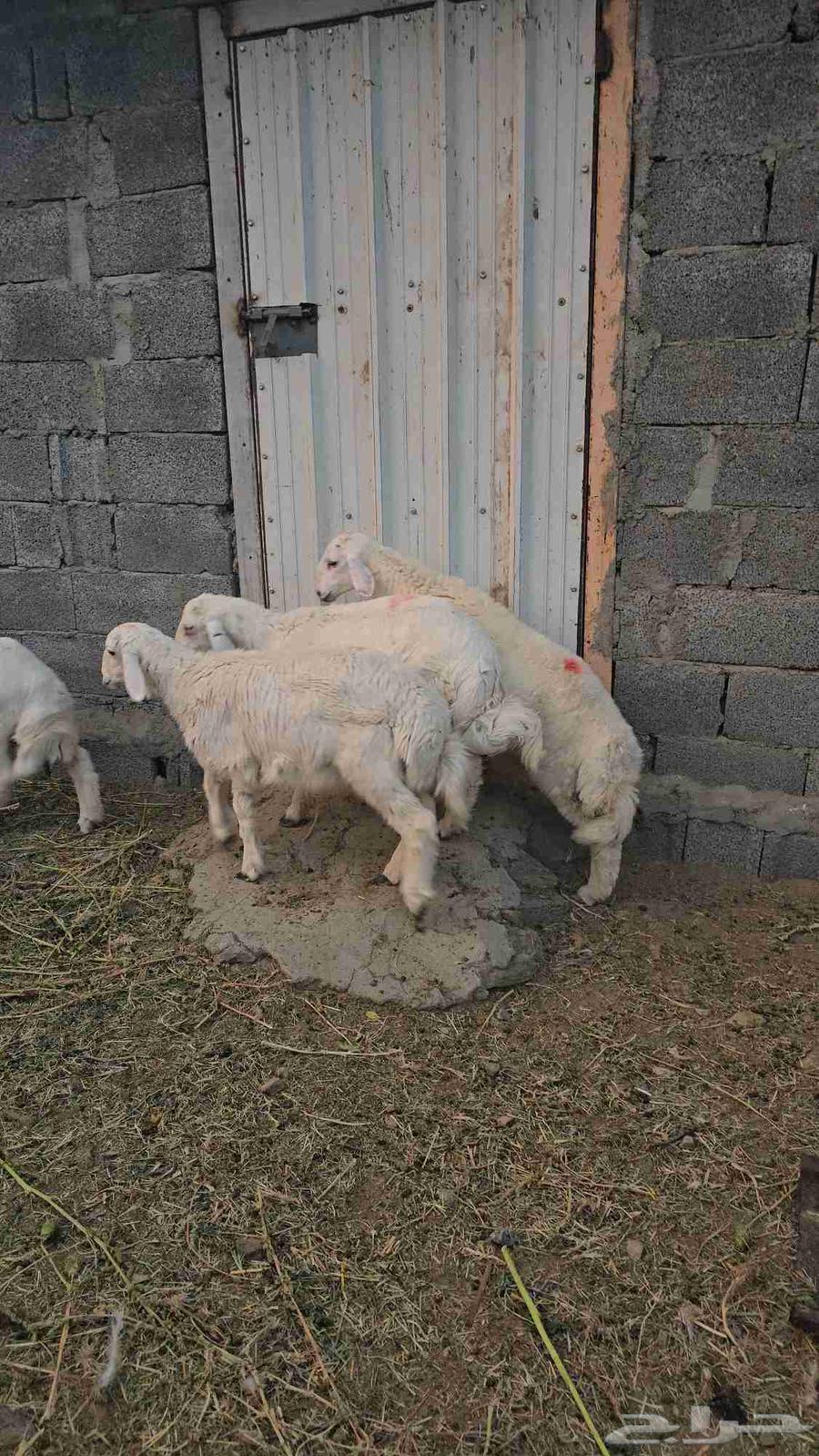 4 طليان حريه64594070595715110