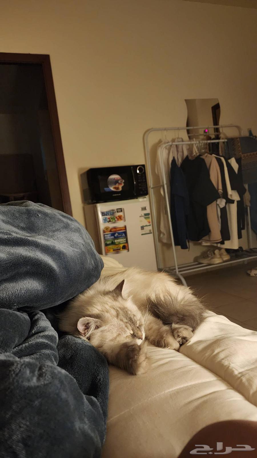 قطة هملايا جميلة معقمة للبيع 1500 ريال قابل للتفاوض64595586780930113