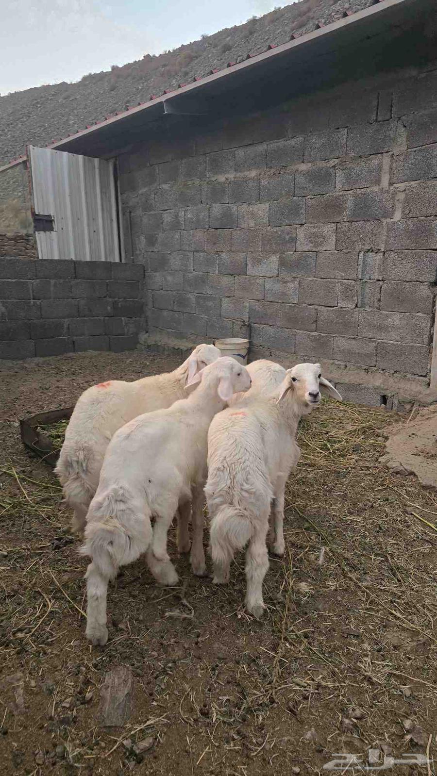 4 طليان حريه64594070595715113