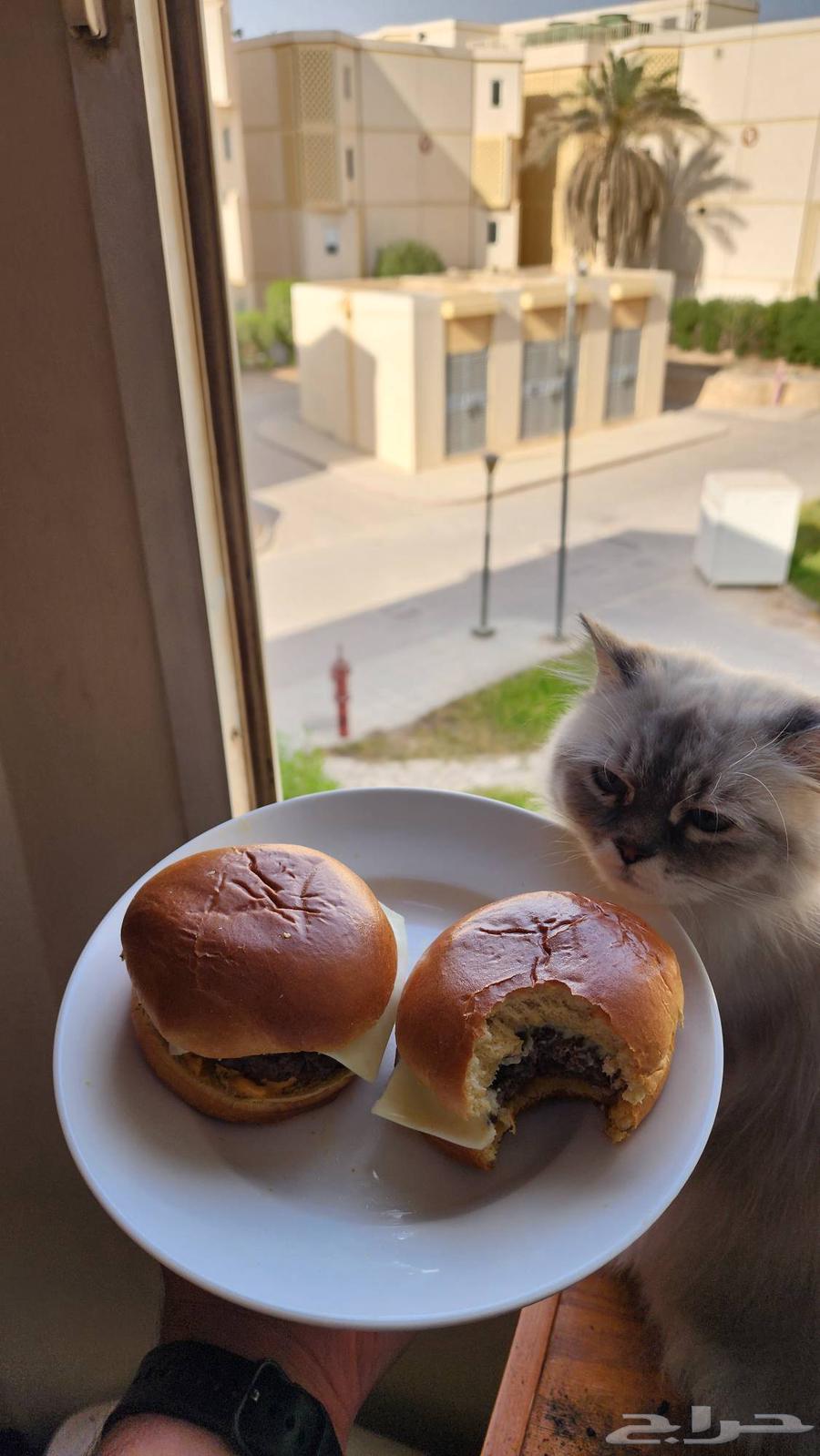 قطة هملايا جميلة معقمة للبيع 1500 ريال قابل للتفاوض64595586780930110