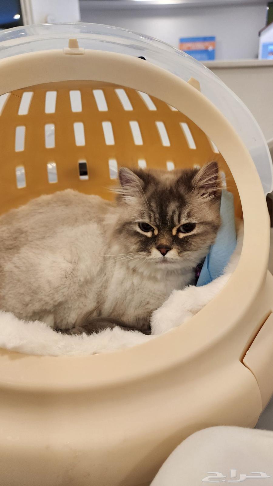 قطة هملايا جميلة معقمة للبيع 1500 ريال قابل للتفاوض64595586780930114