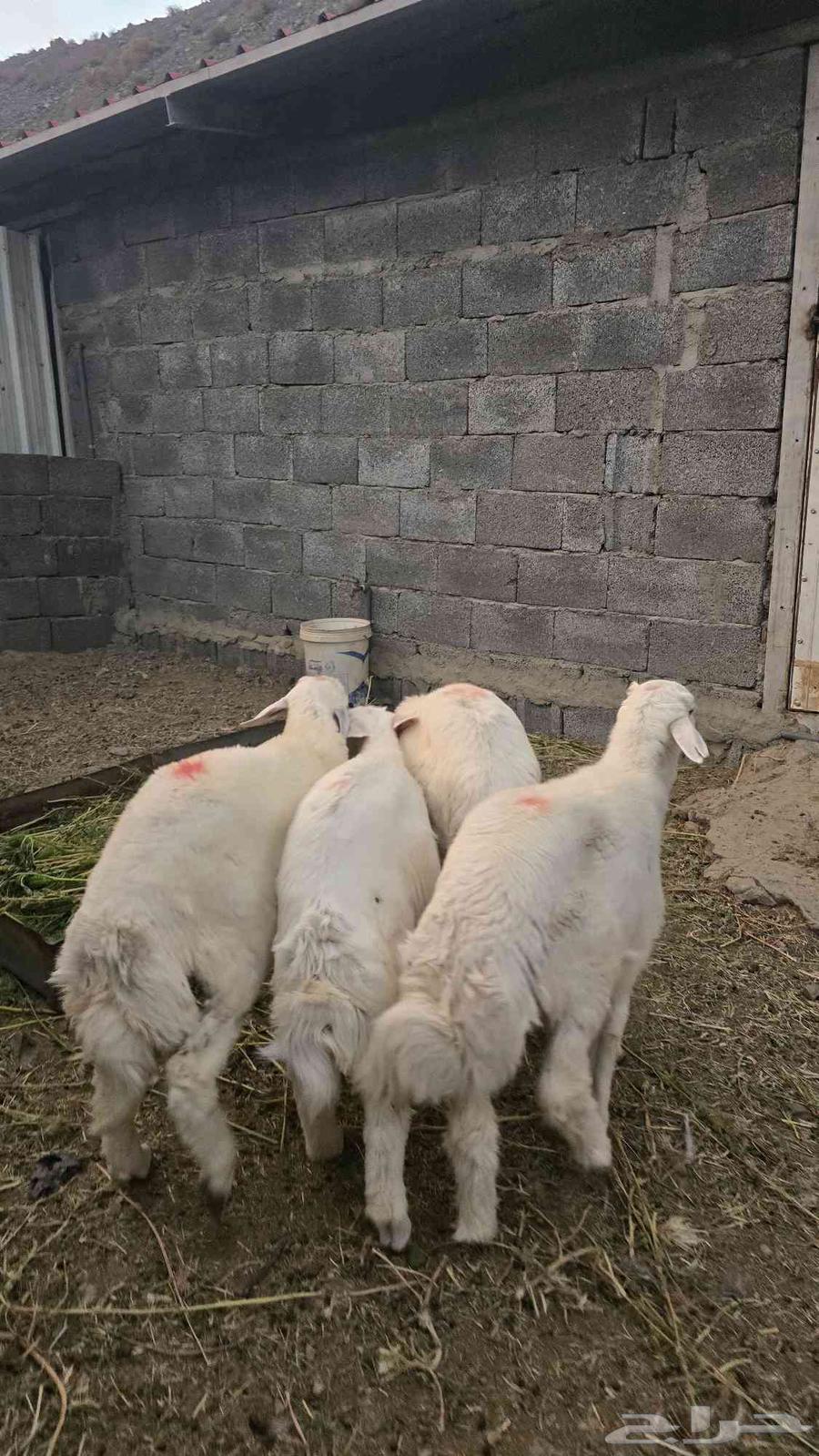 4 طليان حريه64594070595715114