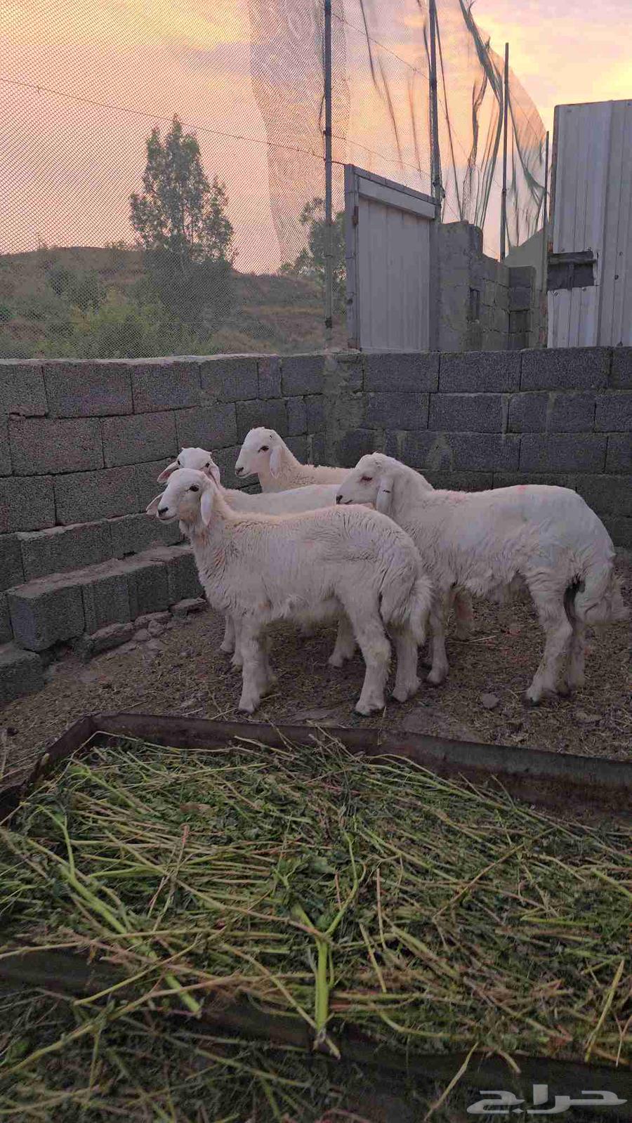 4 طليان حريه64594070595715112