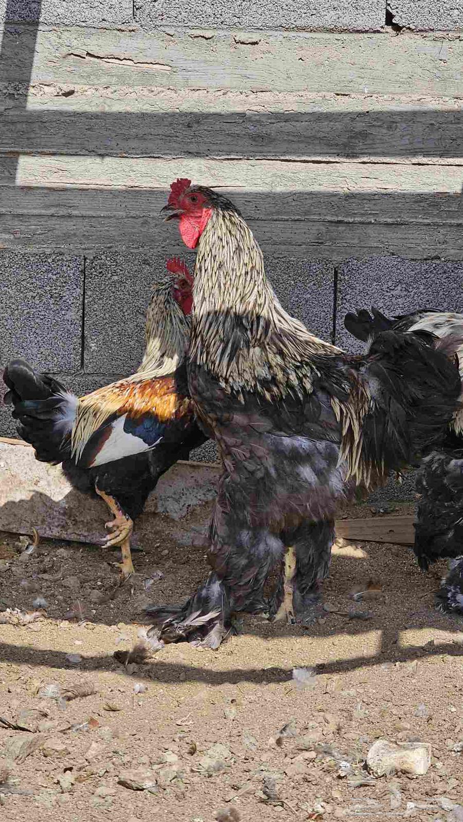 ديك براهما عمر 6 اشهر64592793511426110