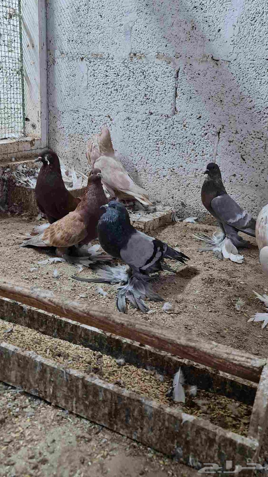 مجموعة نفاخي64588544720643112