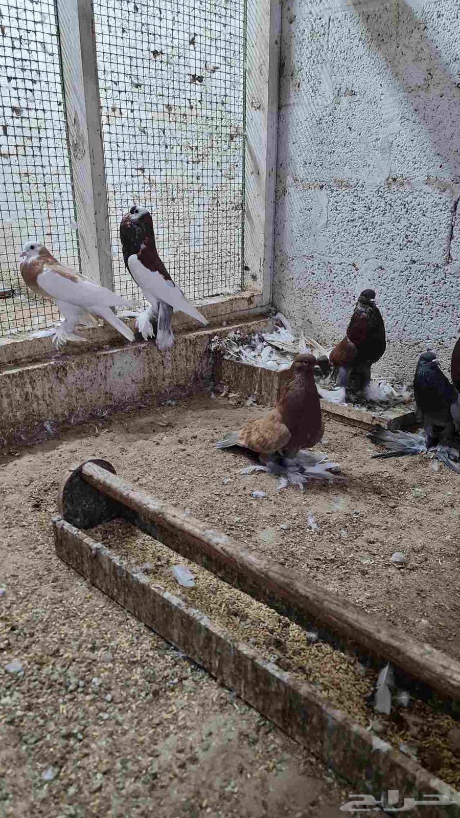 مجموعة نفاخي64588544720643110