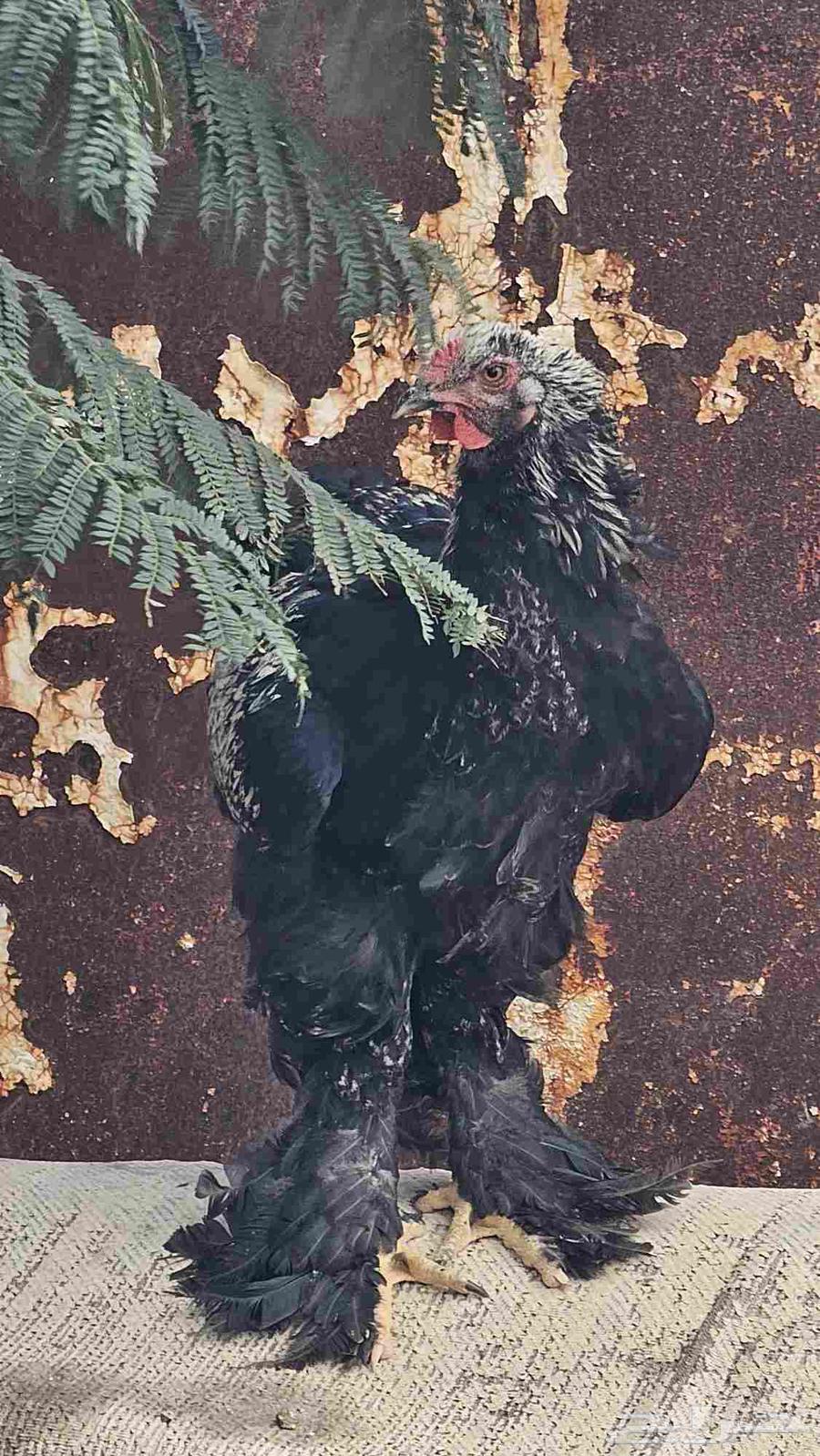 ديك براهما عمر 6 اشهر64592793511426111