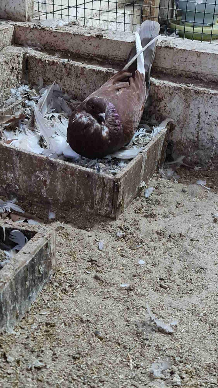 مجموعة نفاخي64588544720643114