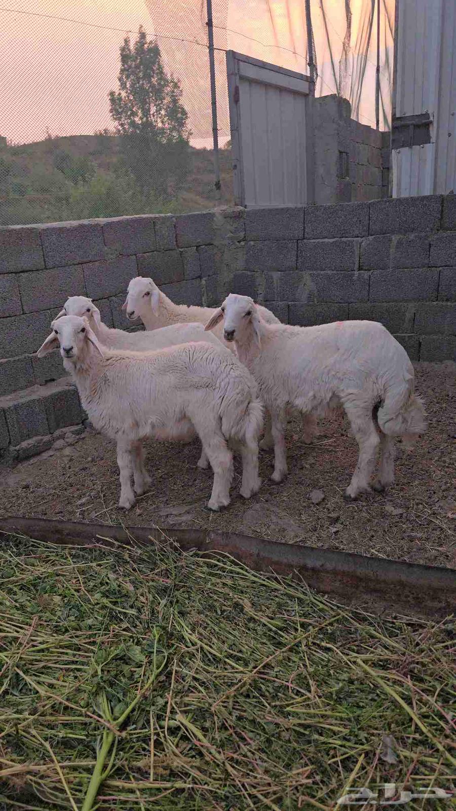 4 طليان حريه64594070595715111