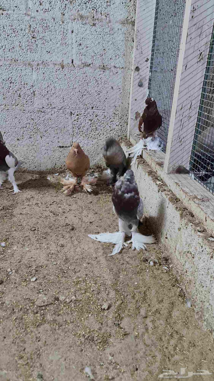 مجموعة نفاخي64588544720643113