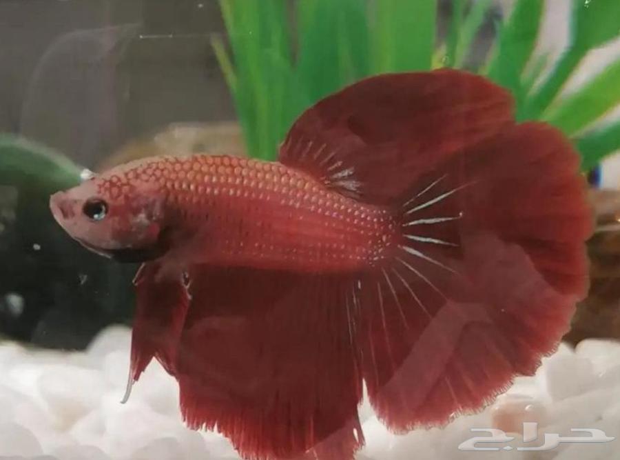 عرض خاص   سمكة الزينة المقاتلة64591382956163110