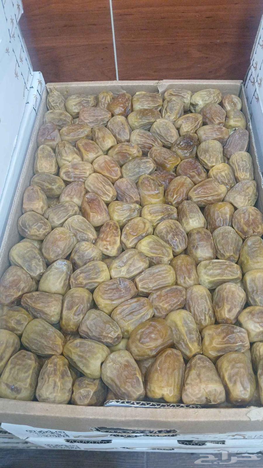 Qassim Date Number 1 Large Seed New64594381216899110