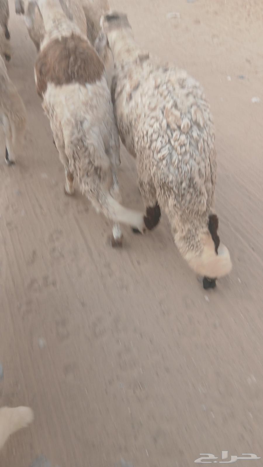 Breeding Cages64593215908354111