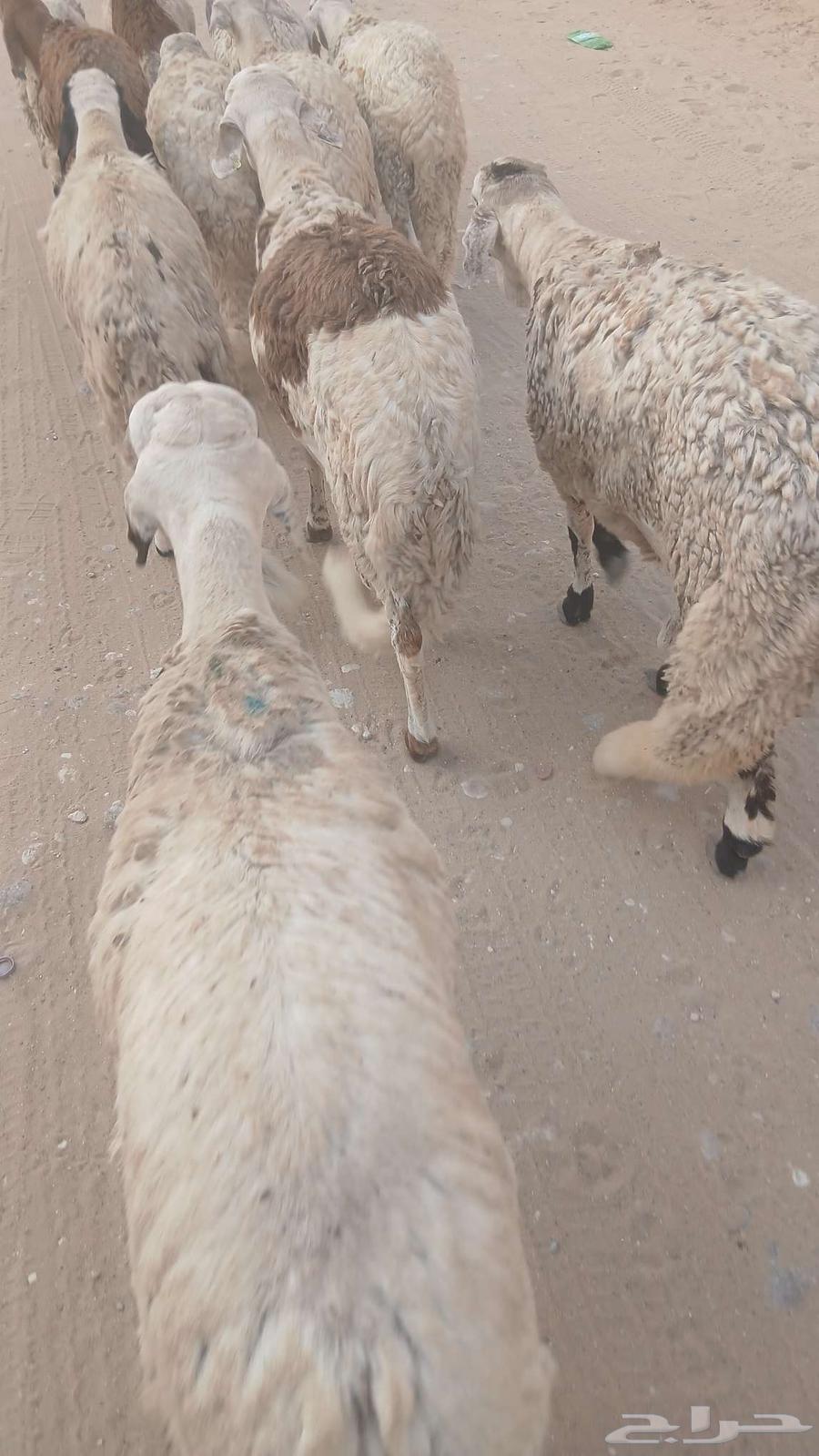 Breeding Cages64593215908354110