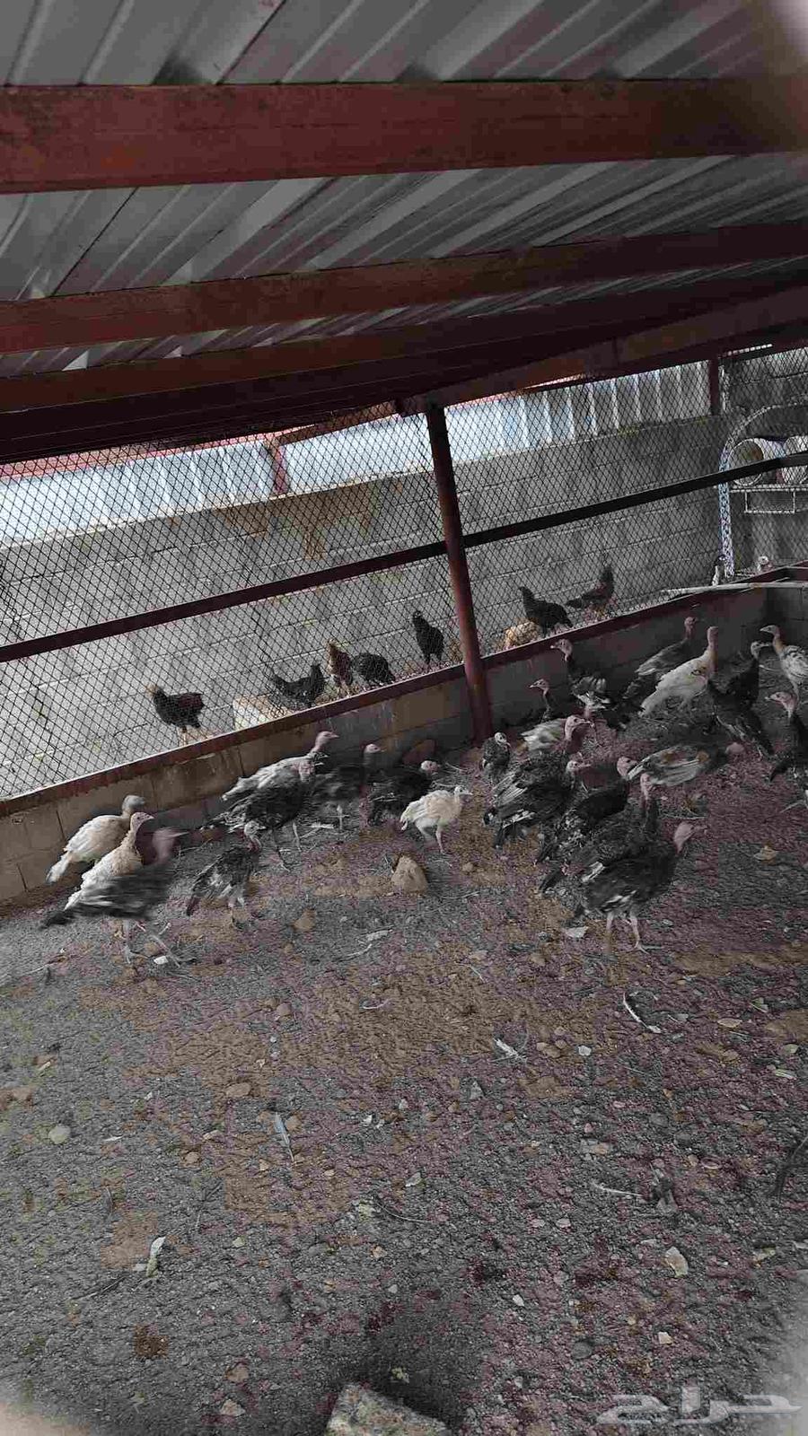 دجاج رومي64593937670147111