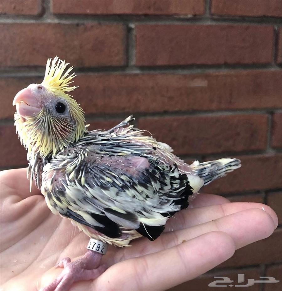 فرخ ببغاء كروان مناسب للأطفال64594503541634113