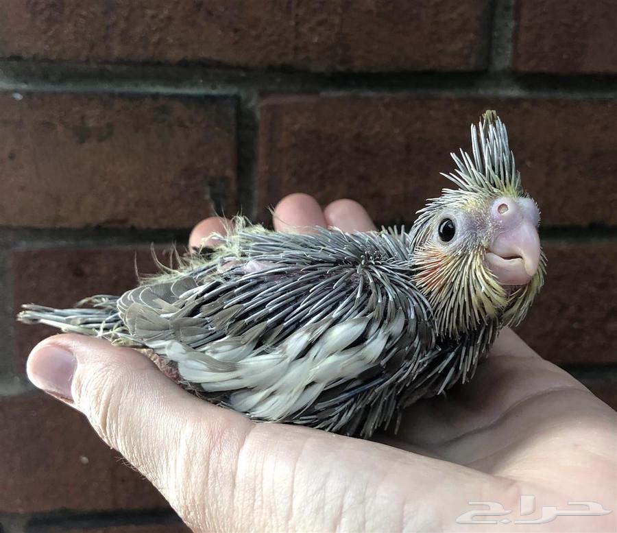 فرخ ببغاء كروان مناسب للأطفال64594503541634110