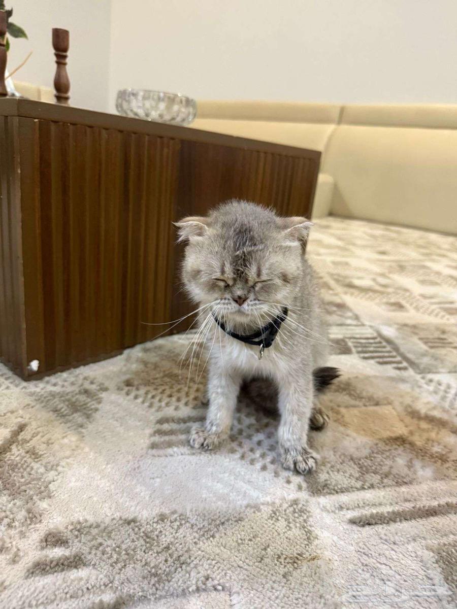 قطوه سكوتش للبيع64595304597122112