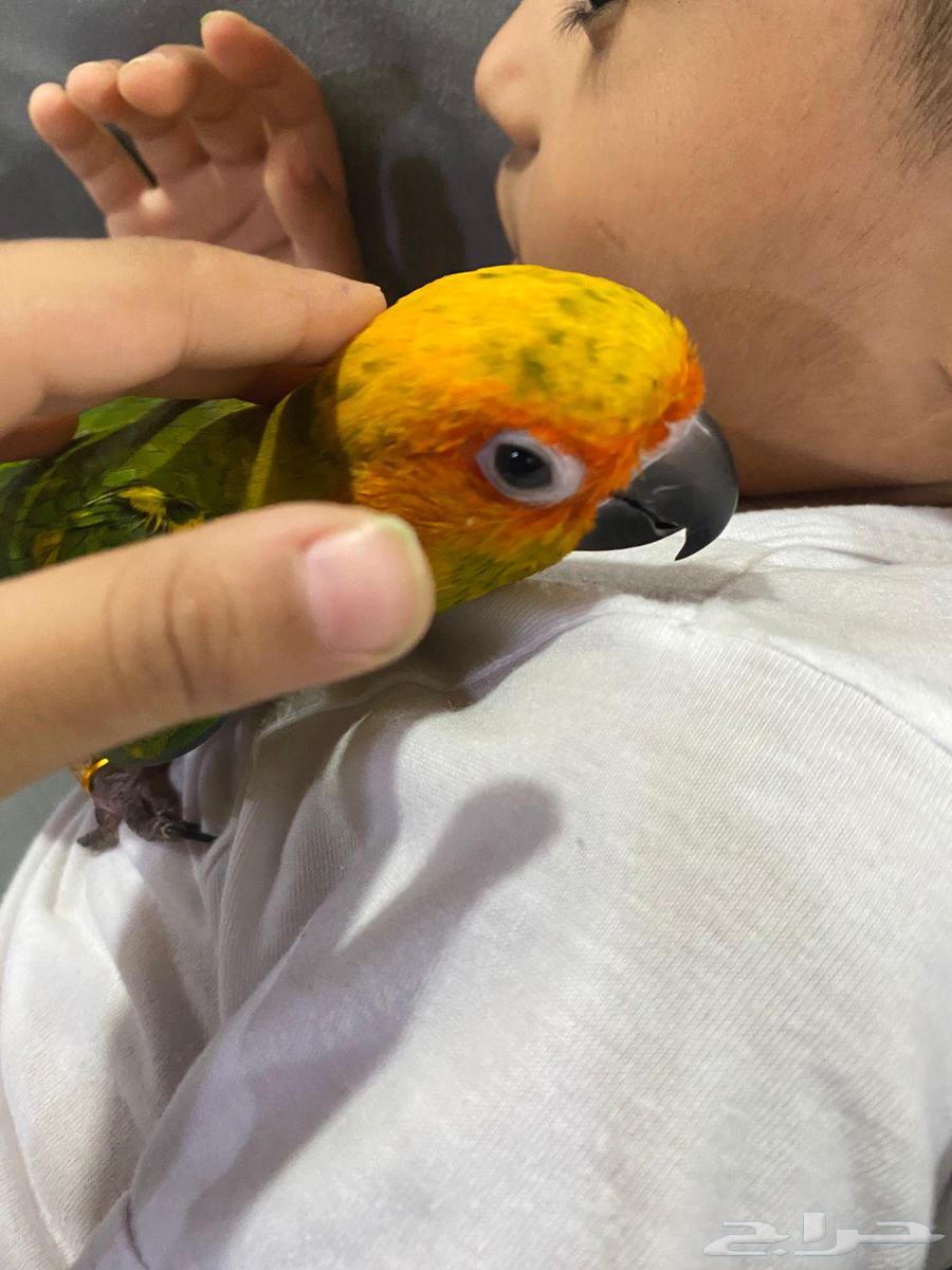 بغباء صن كنيور اليف مع الصغير والكبير64591803806723114