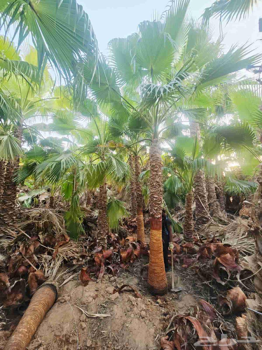 نخل وشنطني زينه امريكي للبيع64592347429889112