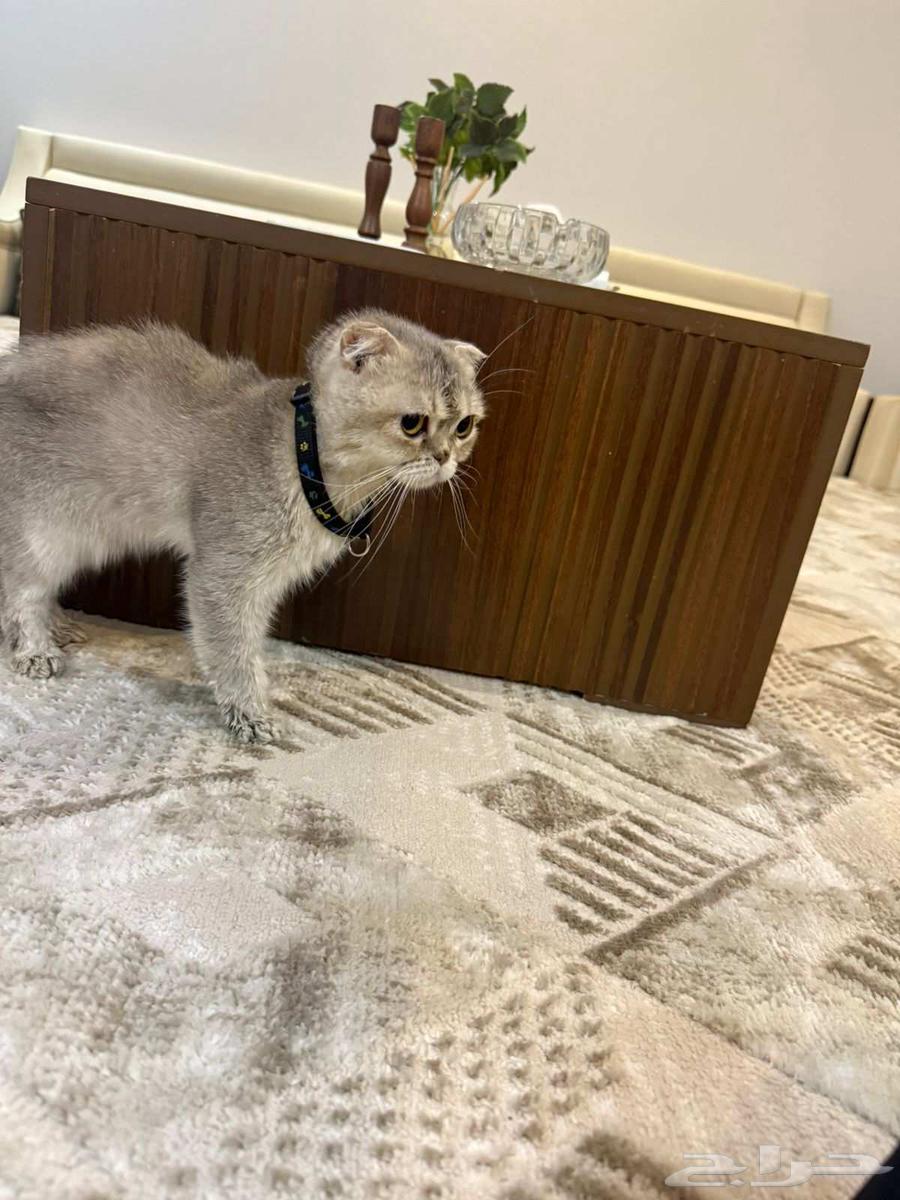 قطوه سكوتش للبيع64595304597122110