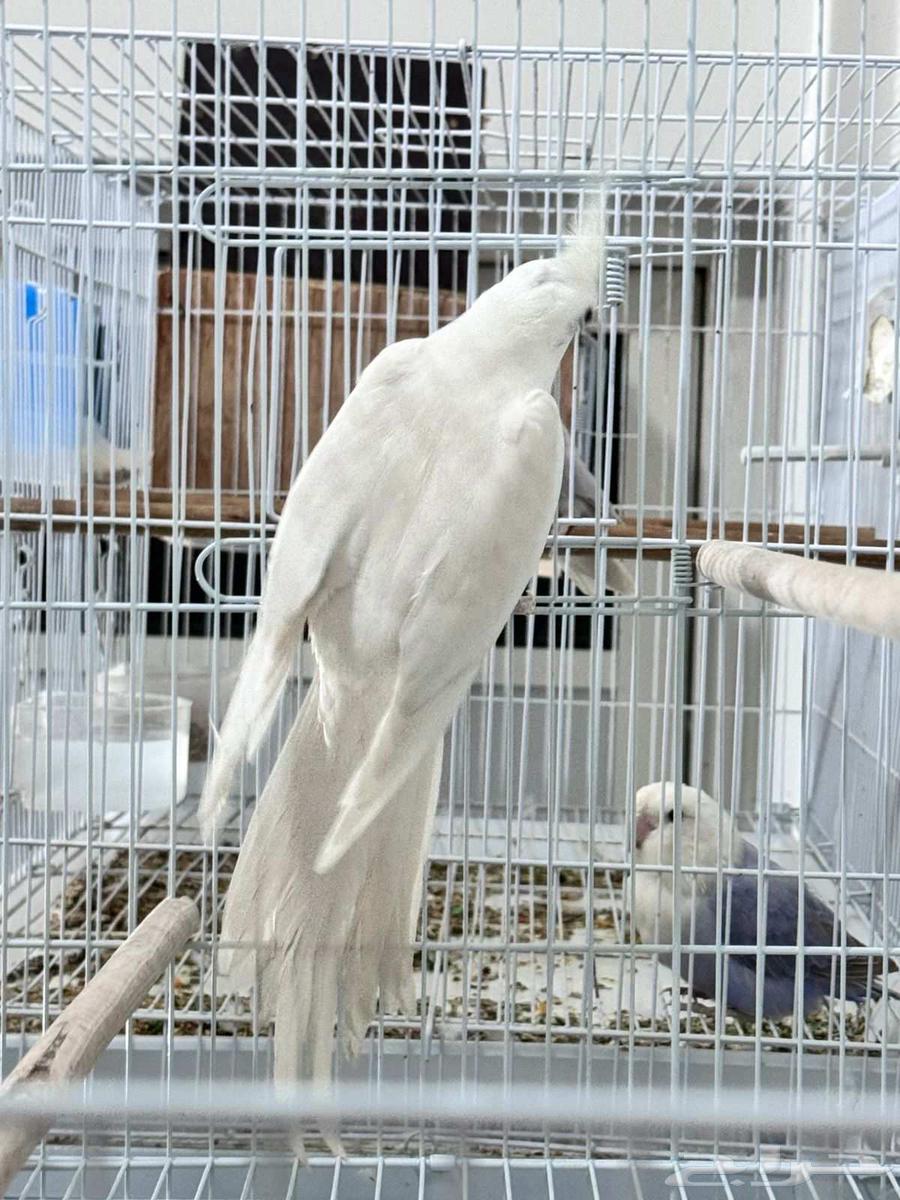 ذكر كروان جاهز للتزاوج64595623443330112