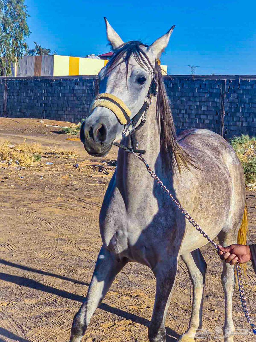 Photoshoot sessions64591262280449112