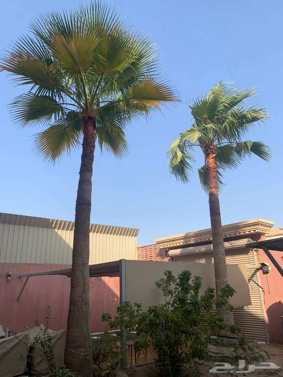 نخل واشنطني للبيع64592733262850114