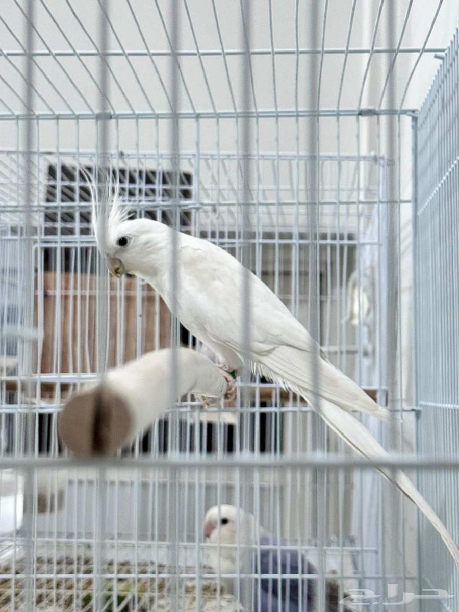 ذكر كروان جاهز للتزاوج64595623443330110