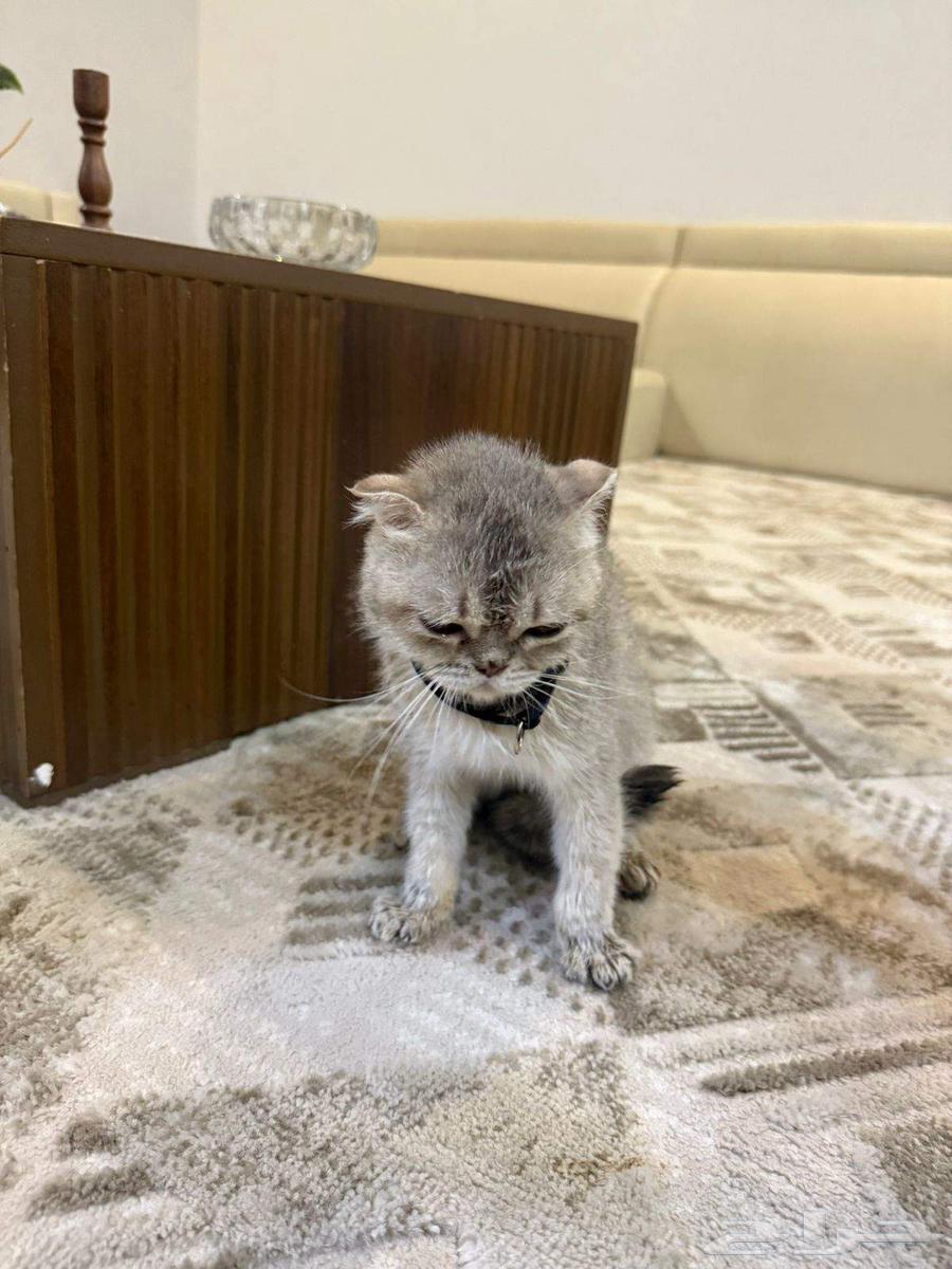 قطوه سكوتش للبيع64595304597122111