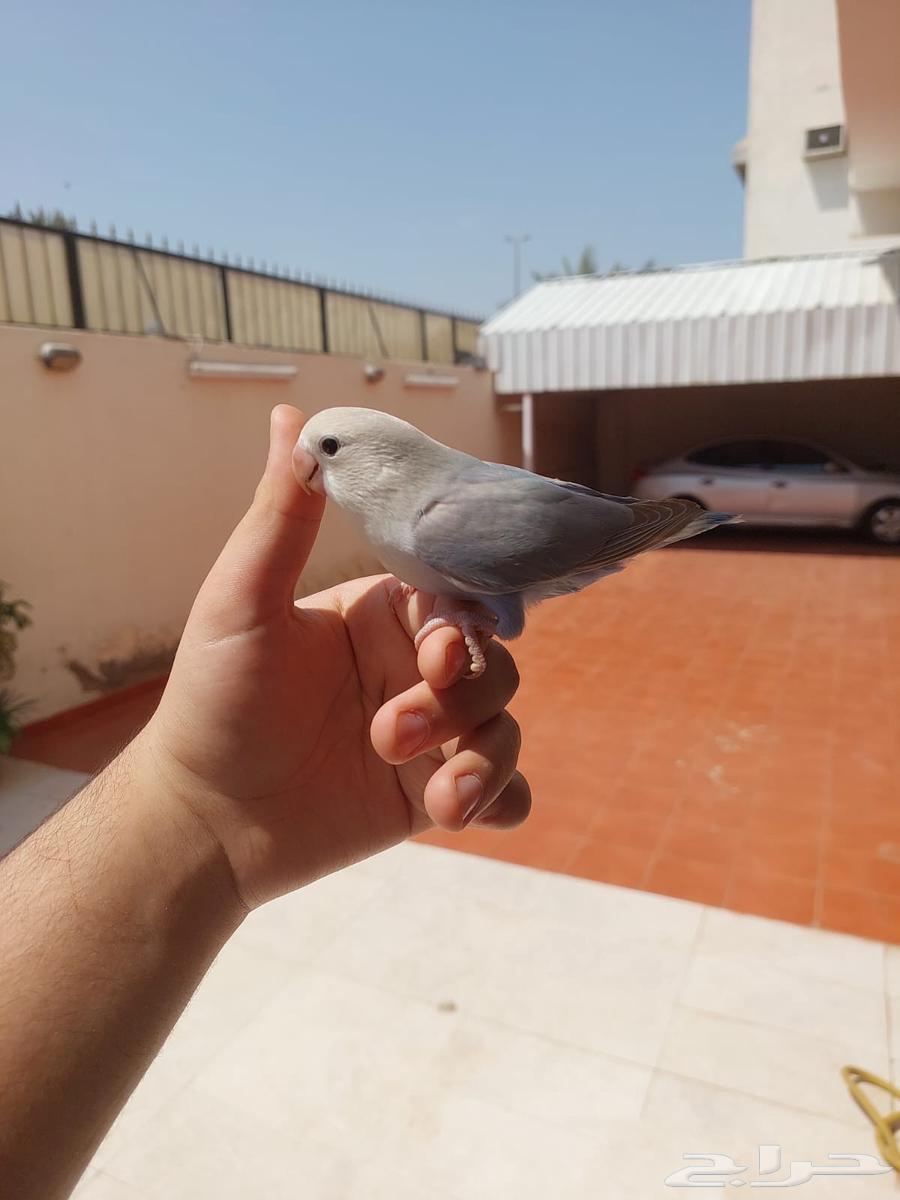 روز اليف وهدد خارجي نشبه لايفوتكم شي فاخر من الاخر و مميز64591358943619110