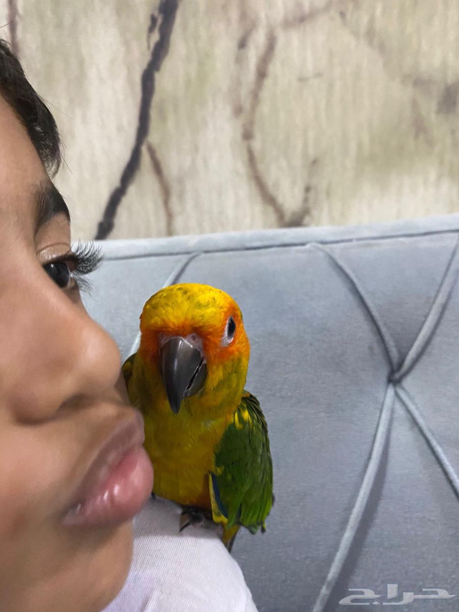 بغباء صن كنيور اليف مع الصغير والكبير64591803806723112