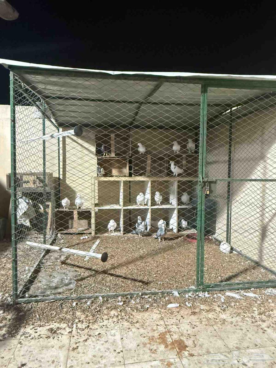 شبك بقلاوة شبك حمام دجاج64596526238978110