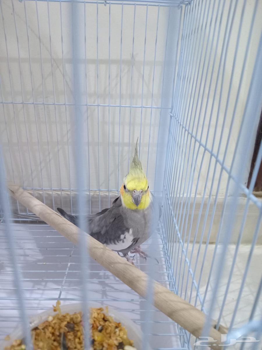 كروان للبيع64595279726979111