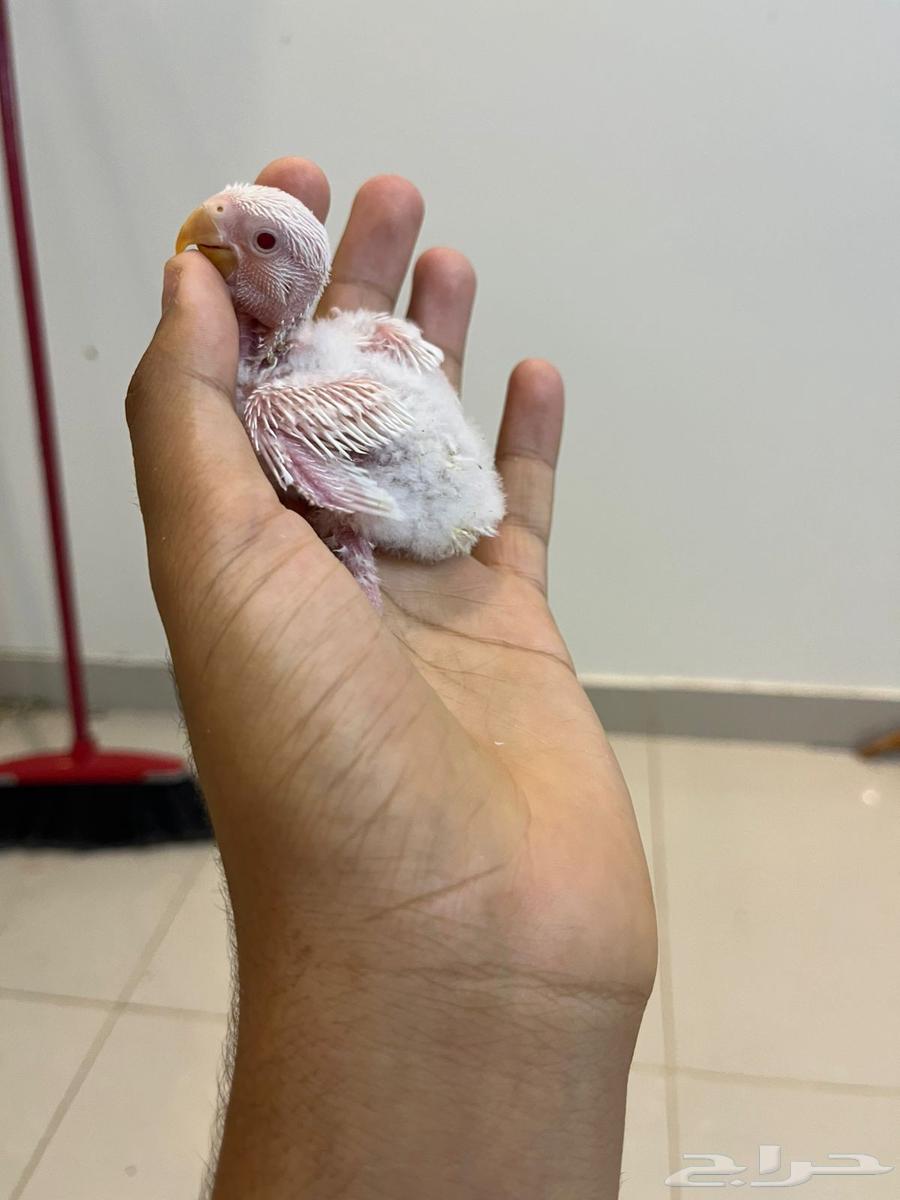 فروخ روز(تم البيع )64592829973891110