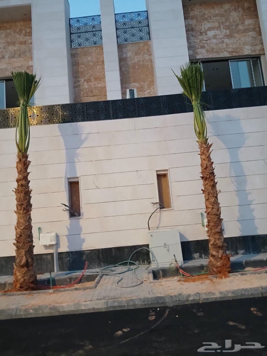 نخل وشنطني زينه امريكي للبيع64592347429889114