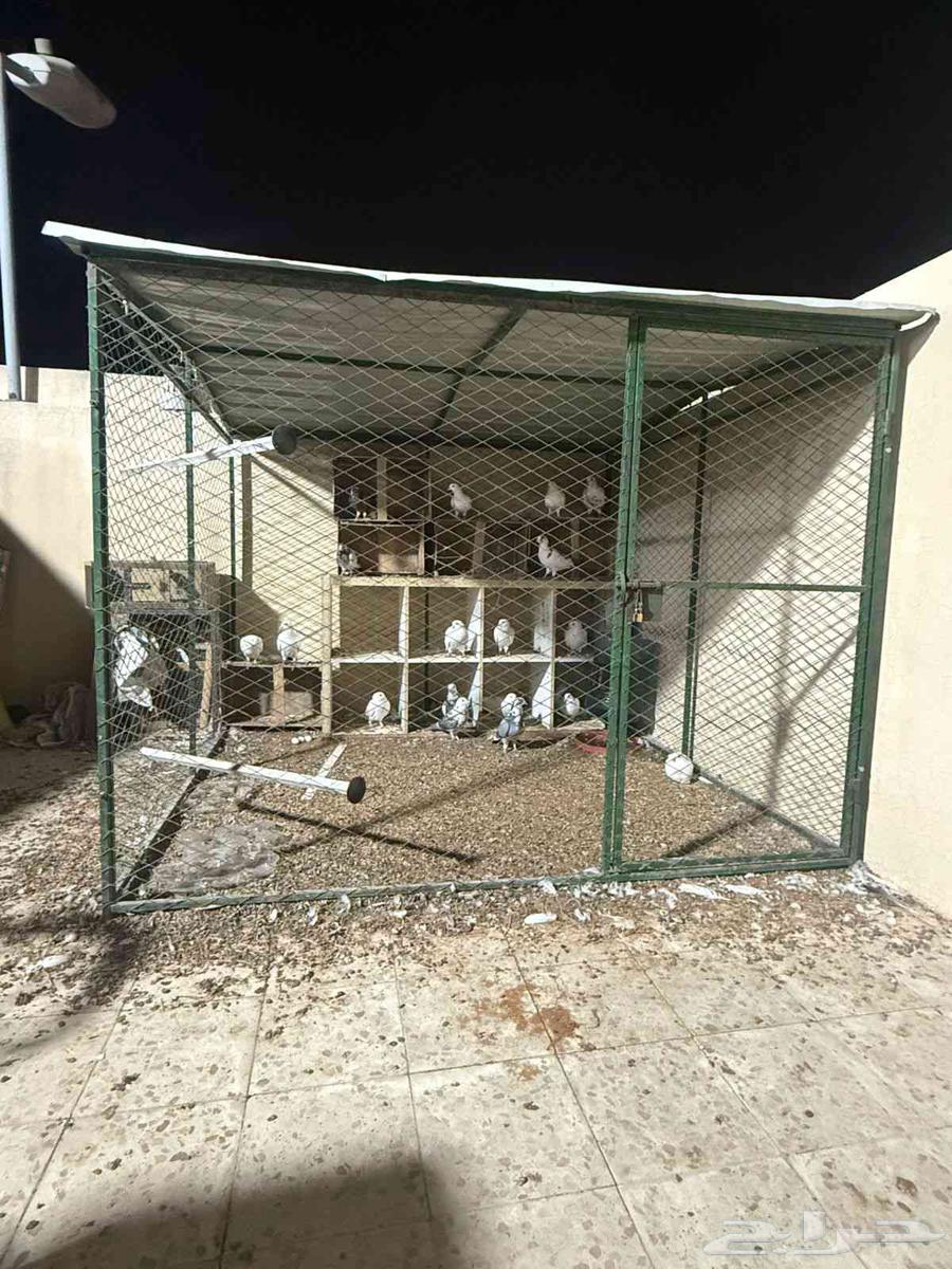 شبك بقلاوة شبك حمام دجاج64596526238978112