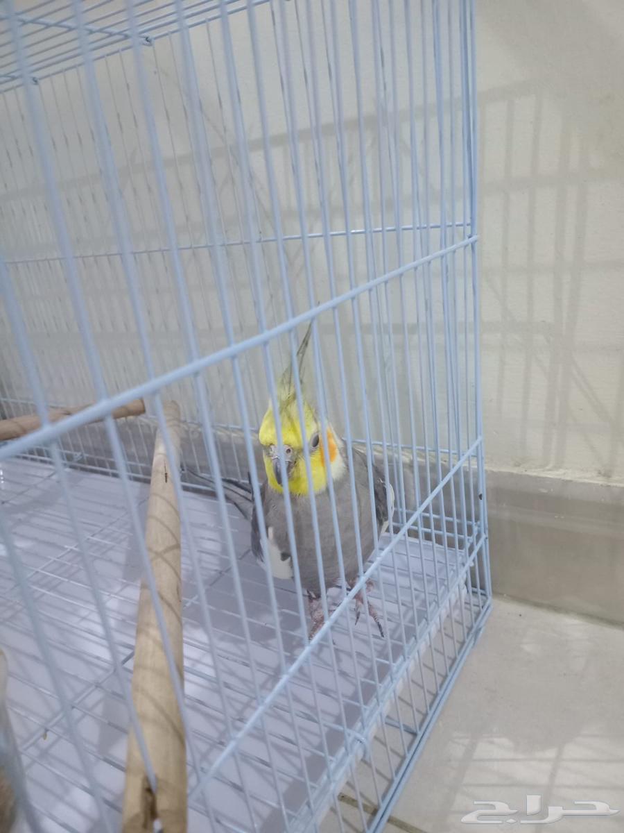 كروان للبيع64595279726979110