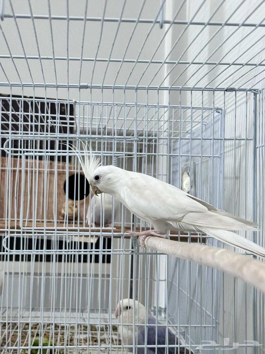 ذكر كروان جاهز للتزاوج64595623443330113