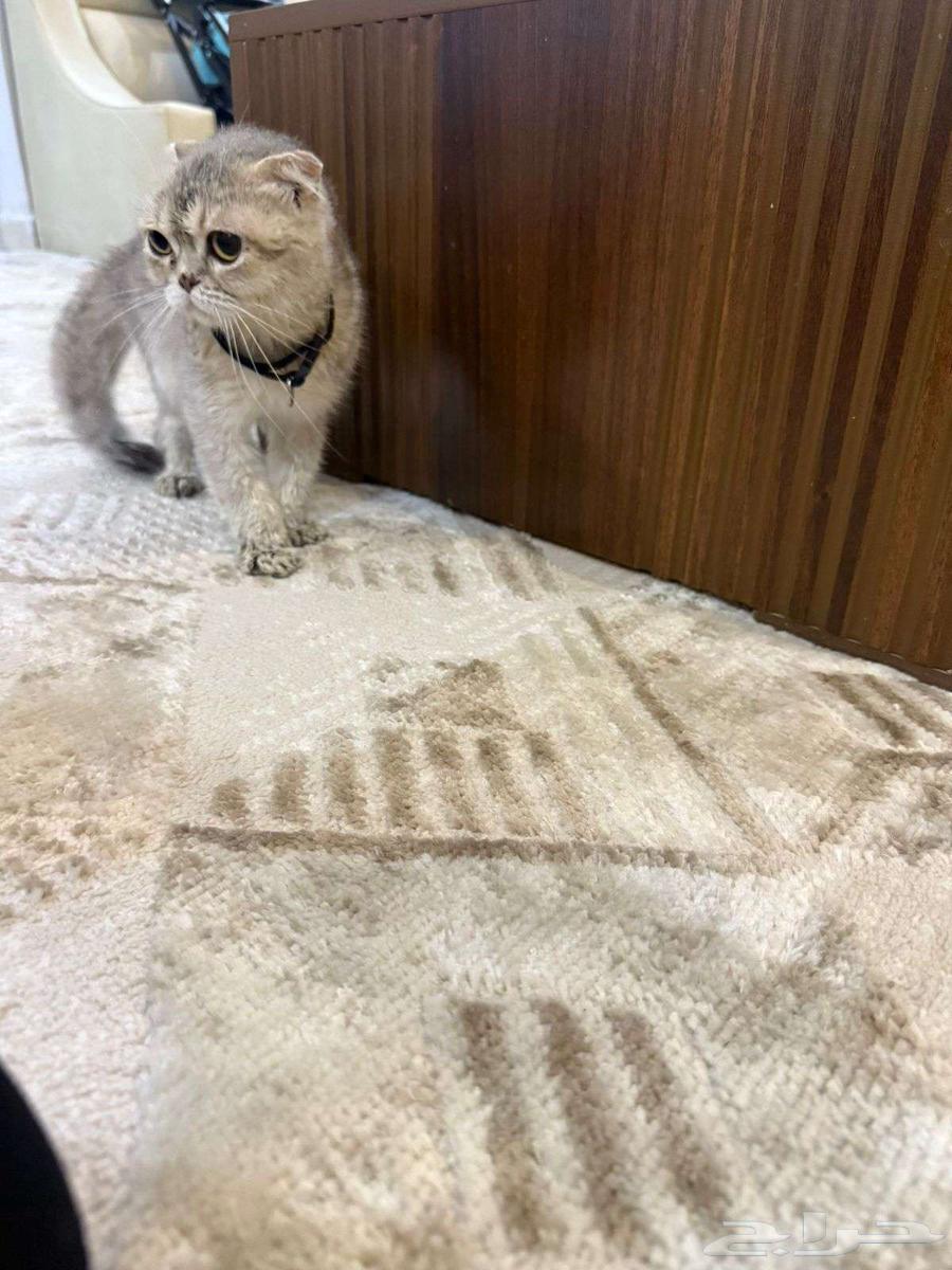 قطوه سكوتش للبيع64595304597122114