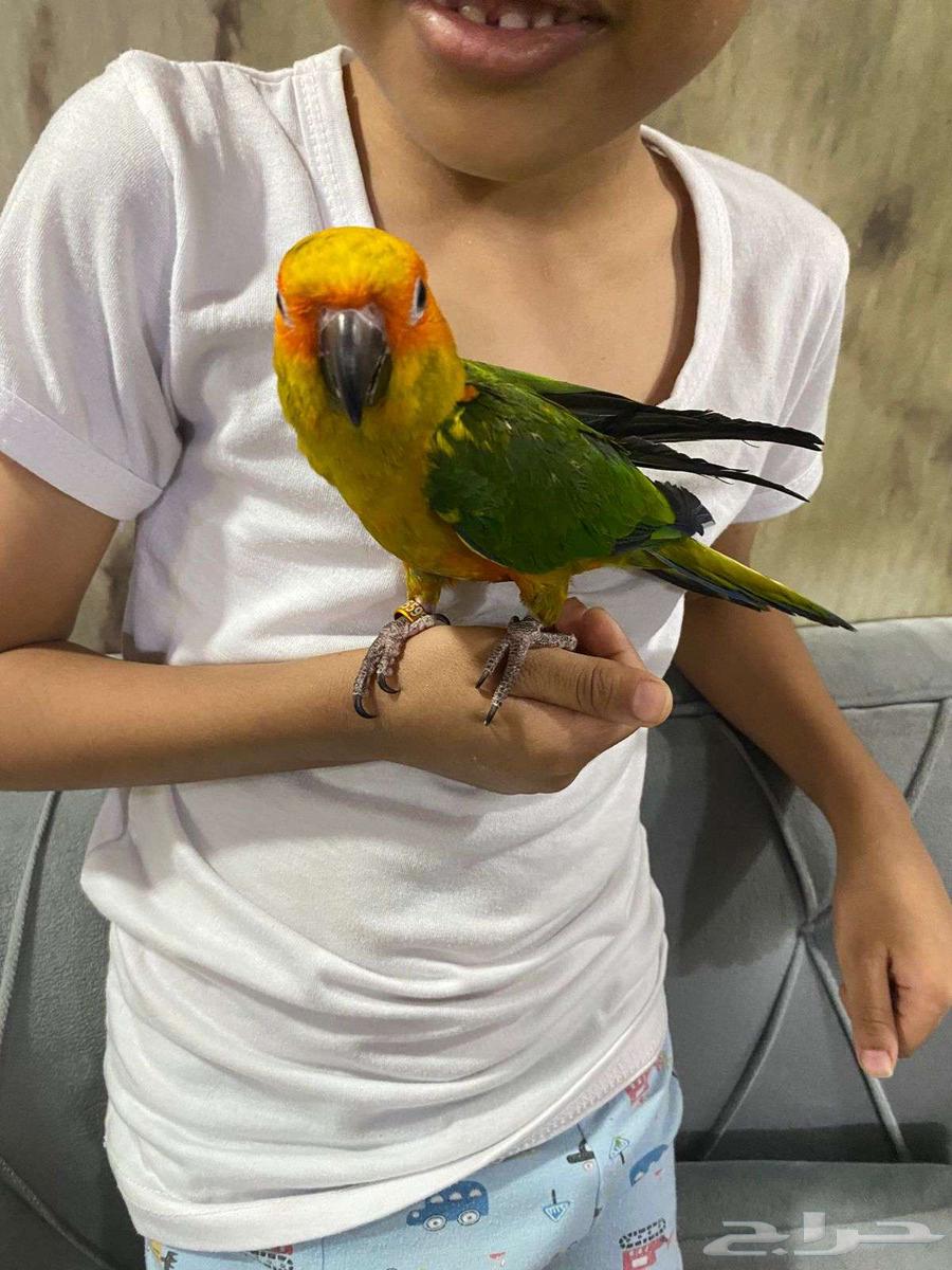 بغباء صن كنيور اليف مع الصغير والكبير64591803806723110