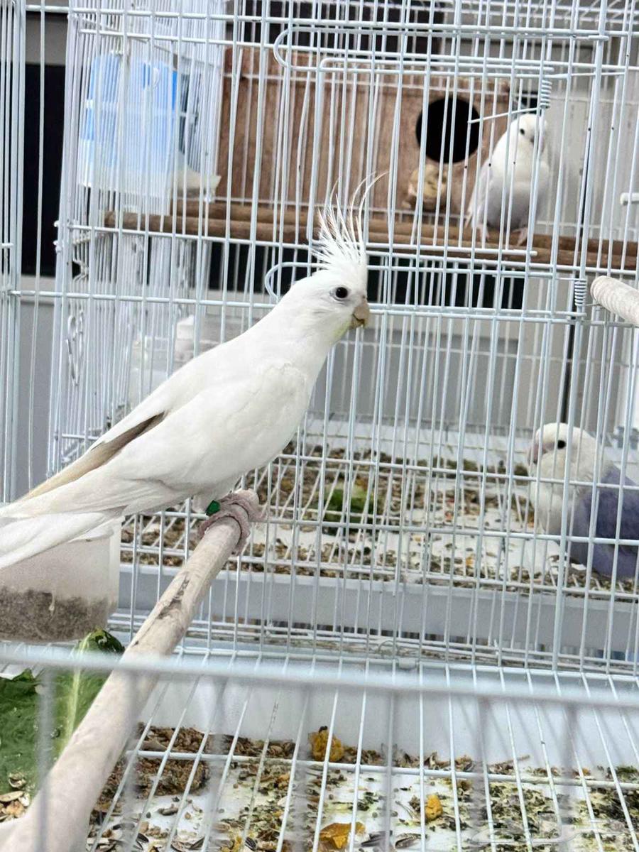 ذكر كروان جاهز للتزاوج64595623443330111