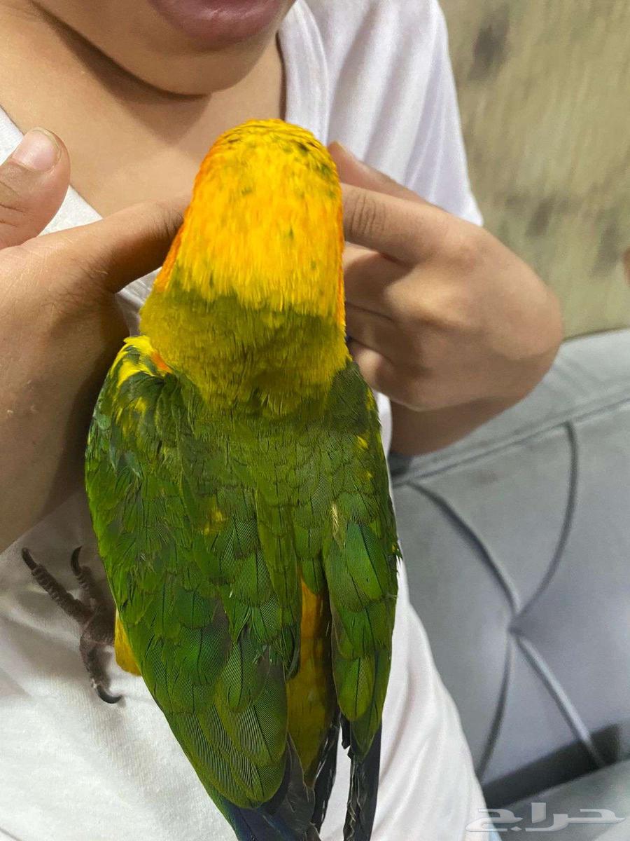 بغباء صن كنيور اليف مع الصغير والكبير64591803806723111