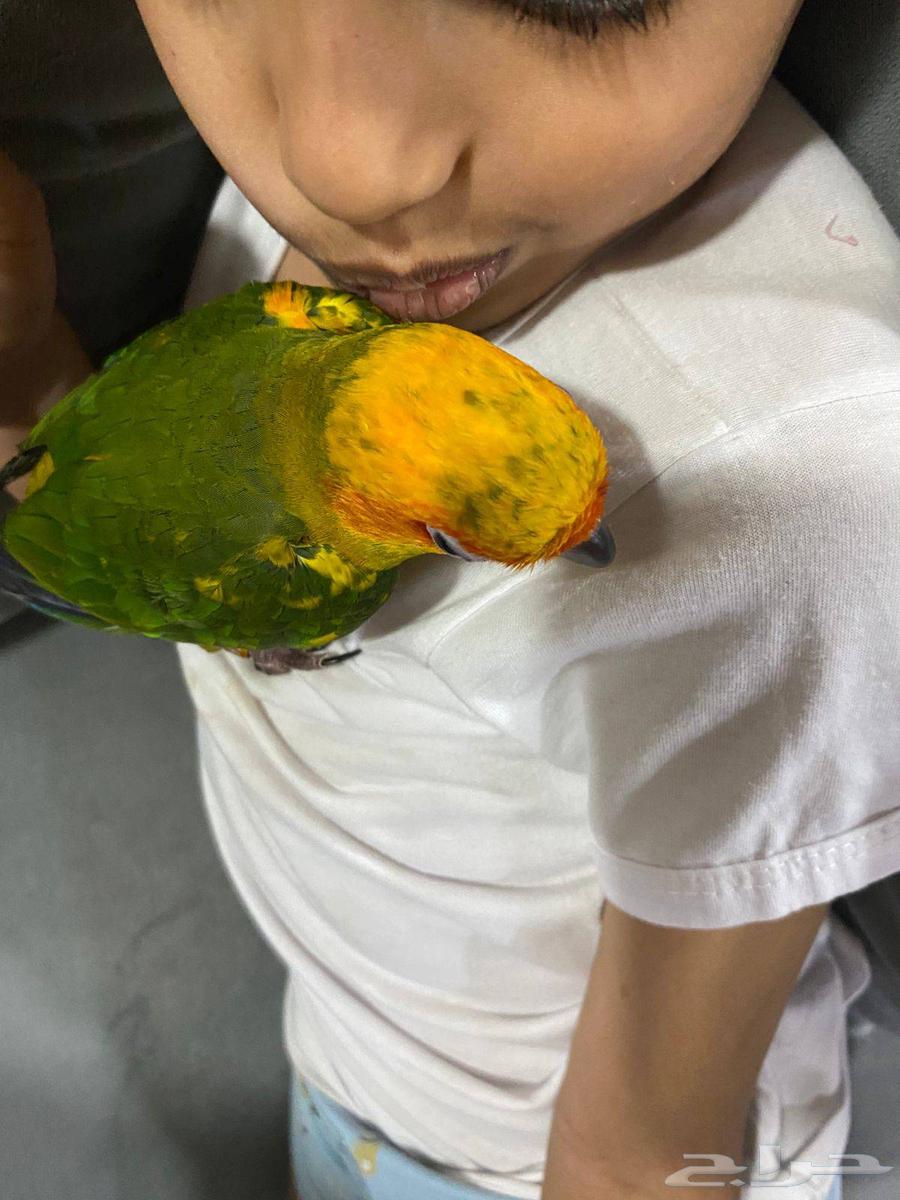 بغباء صن كنيور اليف مع الصغير والكبير64591803806723113