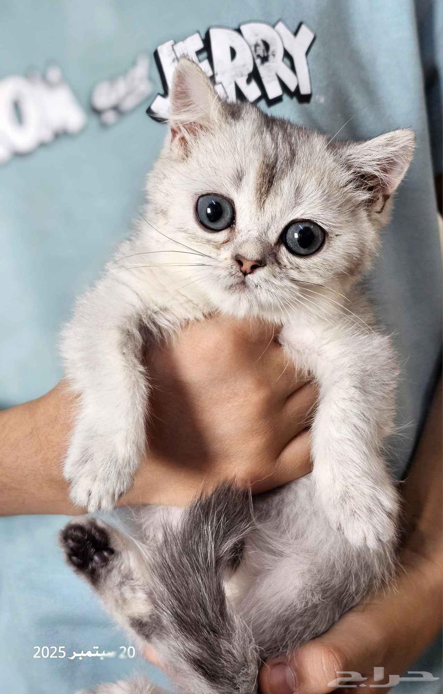 كتن سكوتش فولد وستريت البيع سمح64592950893825111