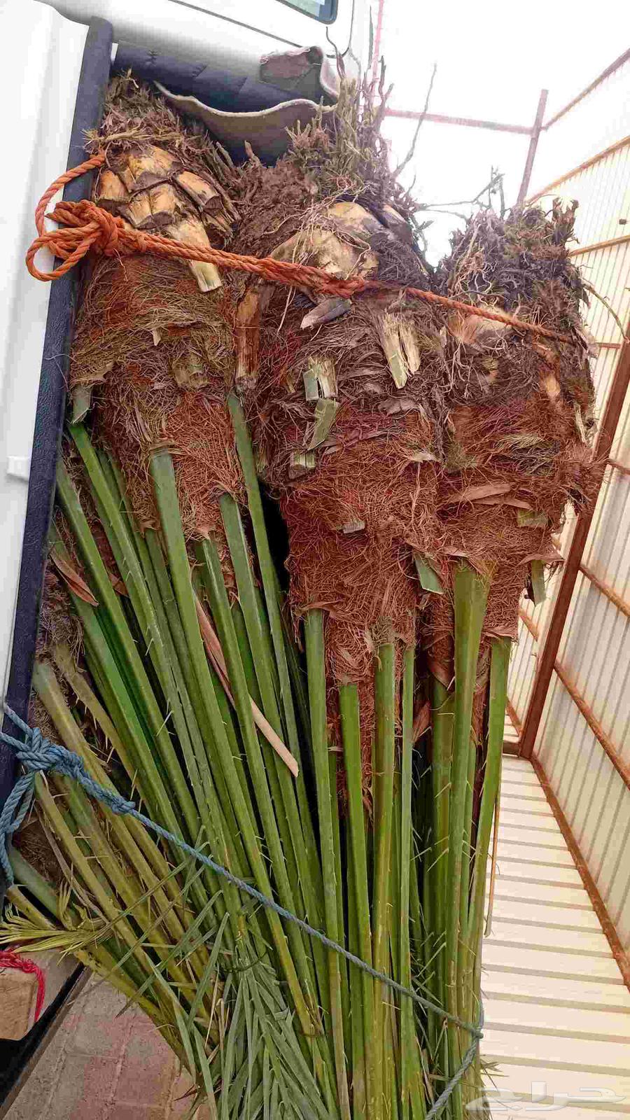 يوجد الدنيا نخل للبيع بحايل64589686497026111